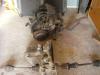Lada 1200 komplett Motor