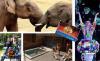 Budapesti llatkert Tropicarium 4 napos autplya matrica Fvrosi Nagycirkusz Szmtalan kedvezmny Hungary Card 2011 krtyval 8 100 helyett 3 240 rt