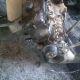 BMW 318i motor