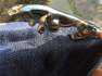 Jagur orrdsz emblma