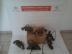 CITROEN EGYB 1.6 -2.0 hdi motor alkatrszei, XSARA 1.6 -... / hdi motor alkatrszei
