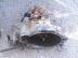 PEUGEOT 405 1.9D, 1.6, 406, 106 1.0 - CITROEN ZX 1.9D, AX... / vlt