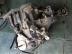FIAT BRAVO 1.9 / JTD komplett vlt C605 kddal