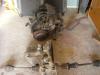 Lada 1200 komplett Motor