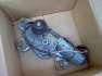 Ford Mondeo Bosch hts ablaktrl motor