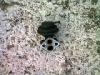 Kia Sportage kipufoggz - EGR ht