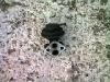 Kia Sportage kipufoggz - EGR ht