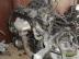 PEUGEOT 306 / Komplett motor