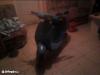 Figyelem suzuki ran robog 9ezer hihetetlen ron 1992
